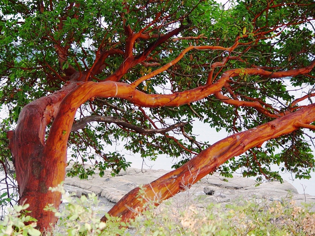 Arbutus tree